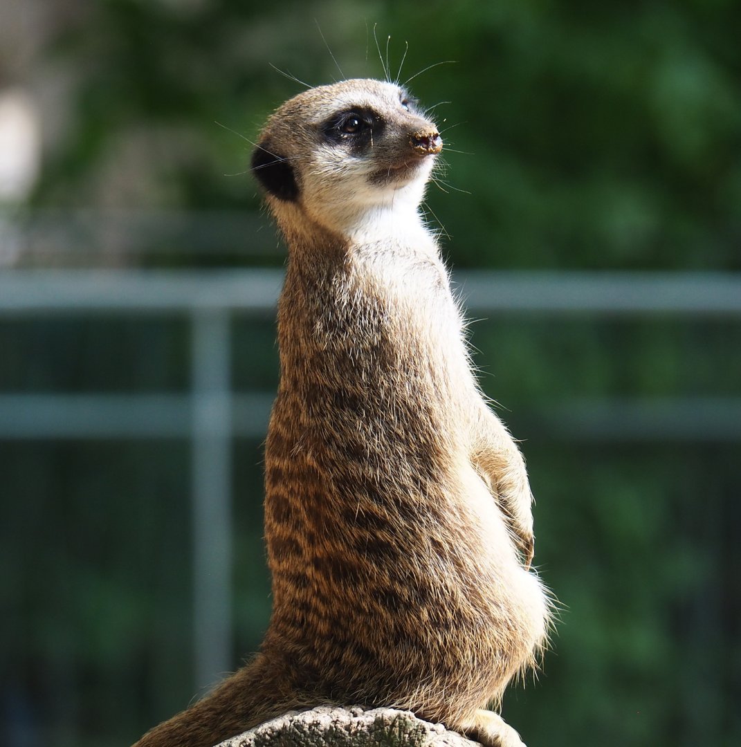 Meerkat (Suricata suricatta), 2023-07-22