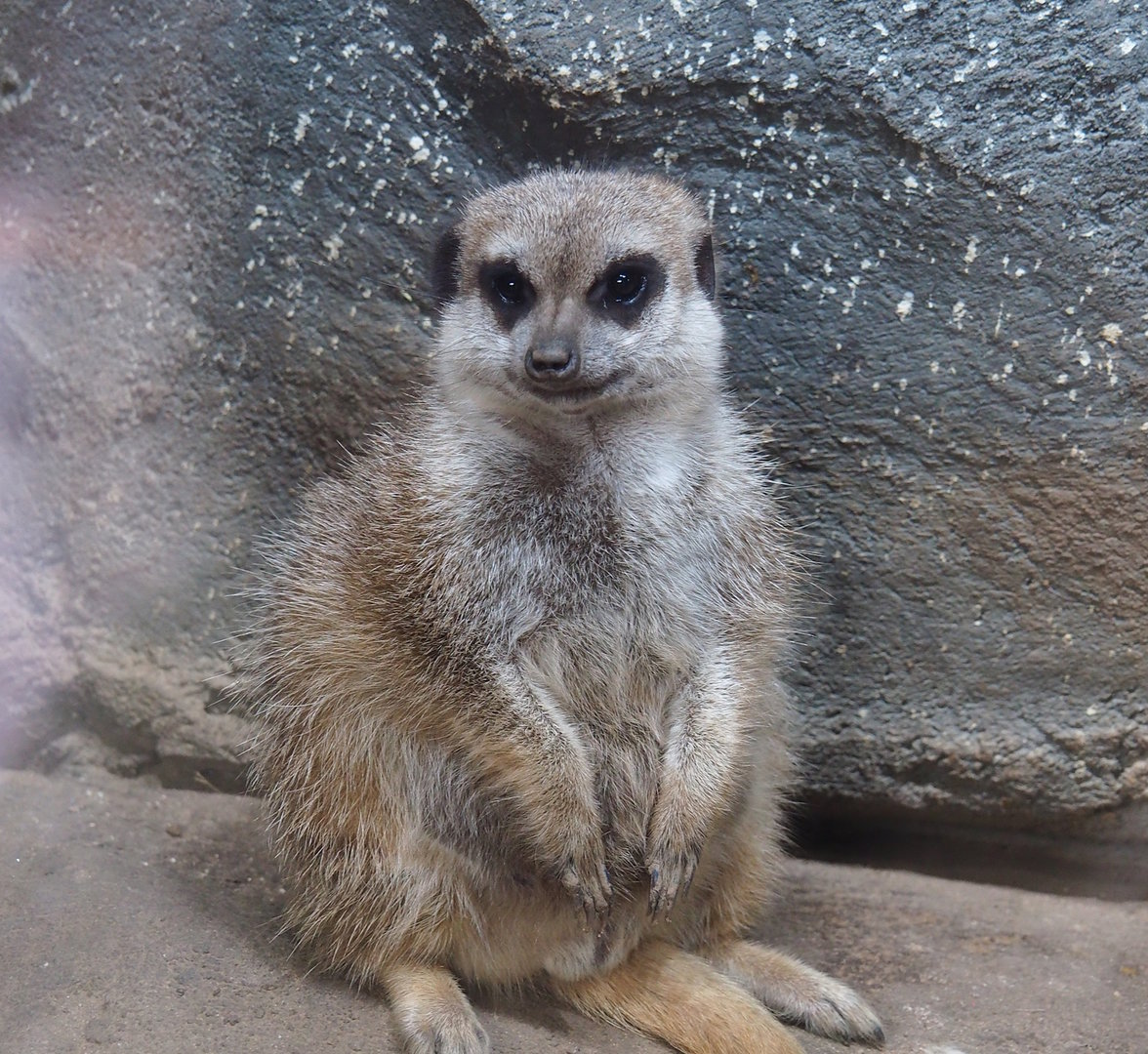 Meerkat (Suricata suricatta), 2023-10-07
