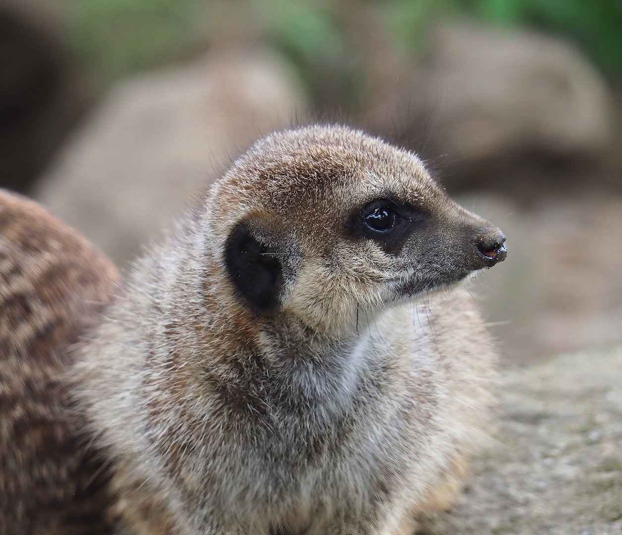 Meerkat (Suricata suricatta), 2023-10-07