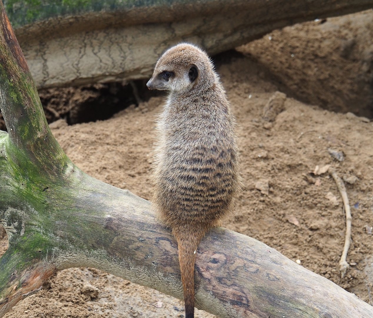 Meerkat (Suricata suricatta), 2024-02-17