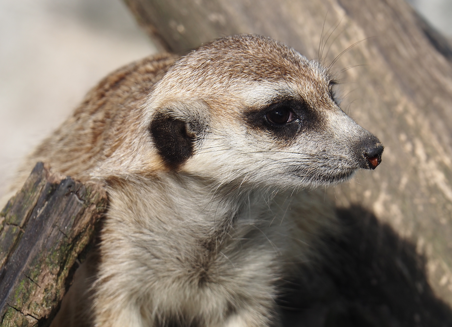 Meerkat (Suricata suricatta), 2024-05-11