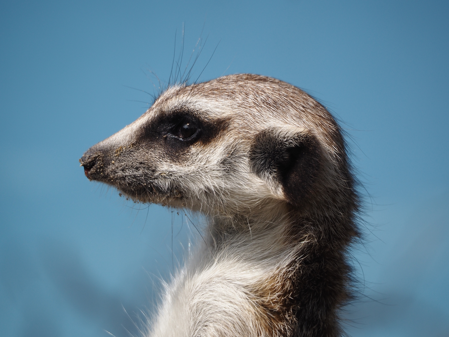 Meerkat (Suricata suricatta), 2024-05-11