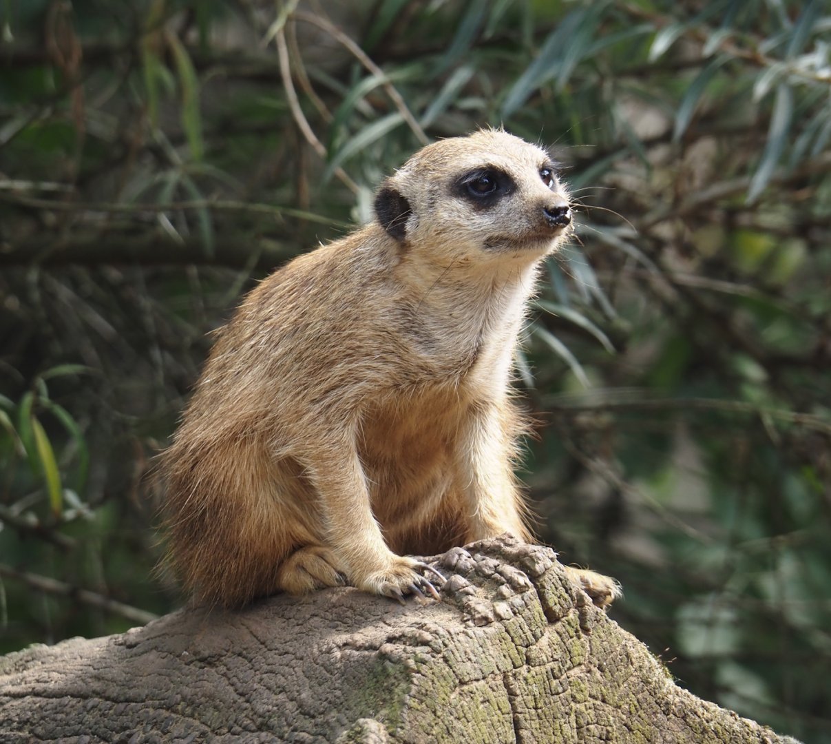Meerkat (Suricata suricatta), 2024-08-05