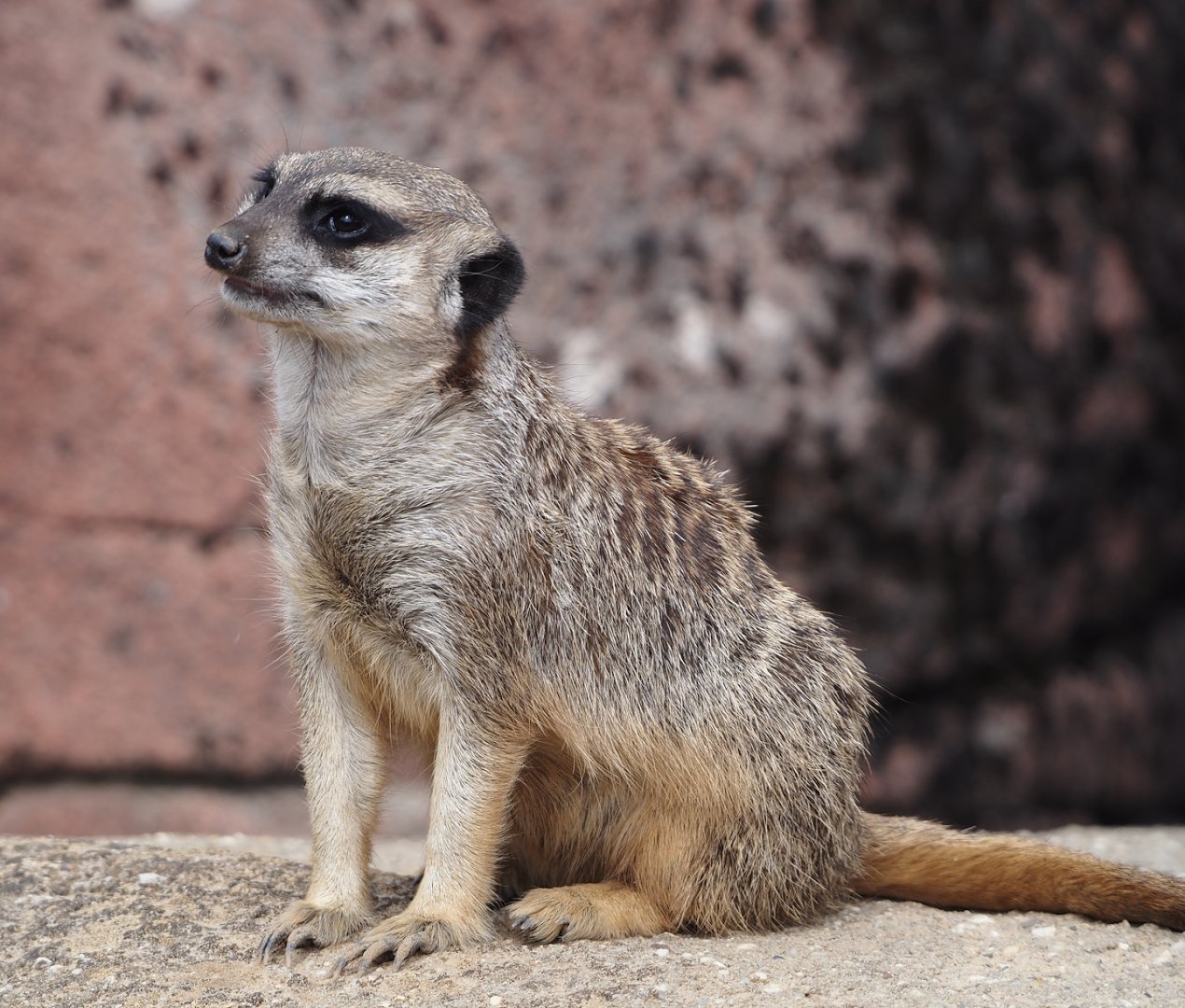 Meerkat (Suricata suricatta), 2024-08-21