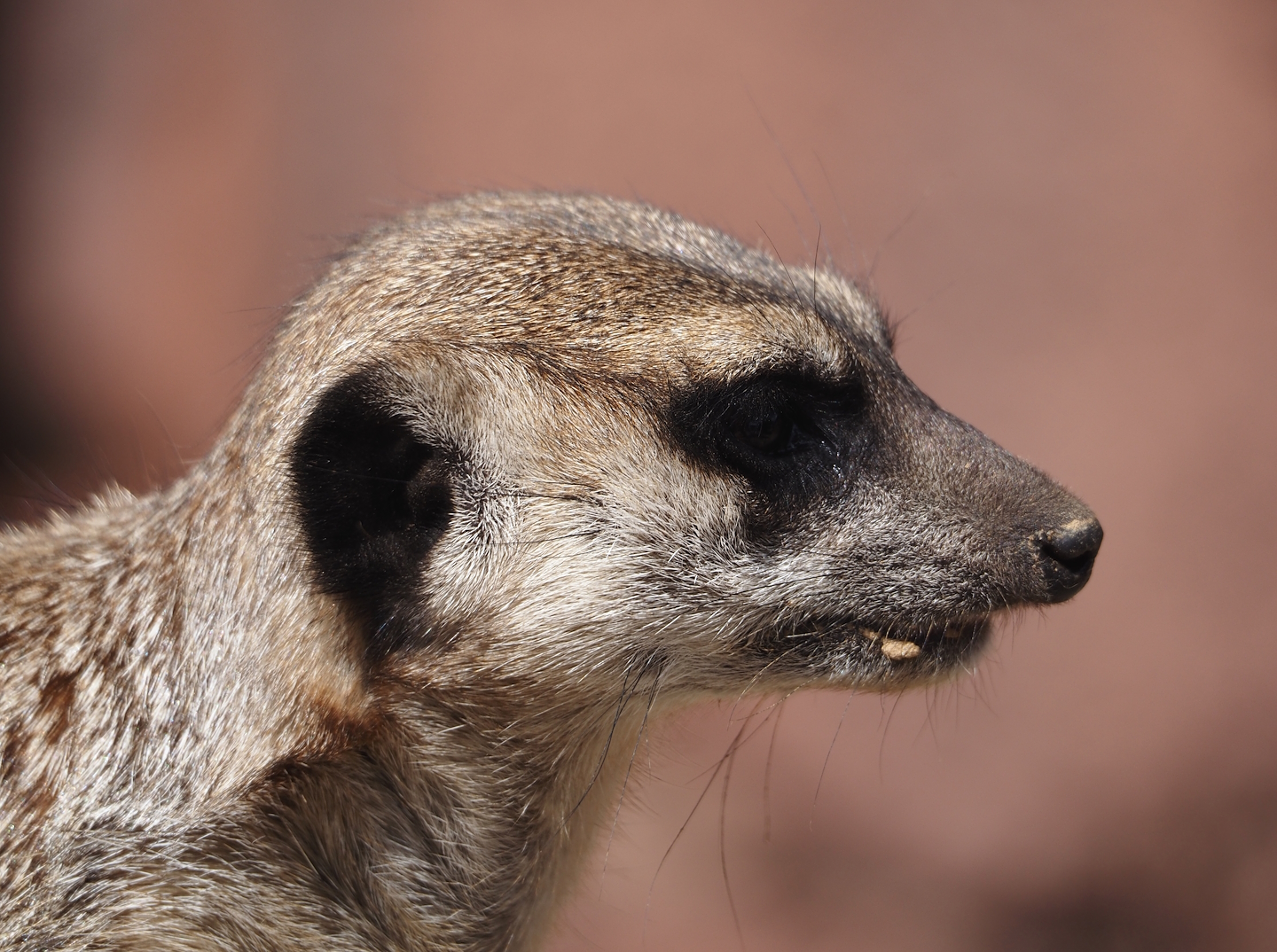 Meerkat (Suricata suricatta), 2024-08-21