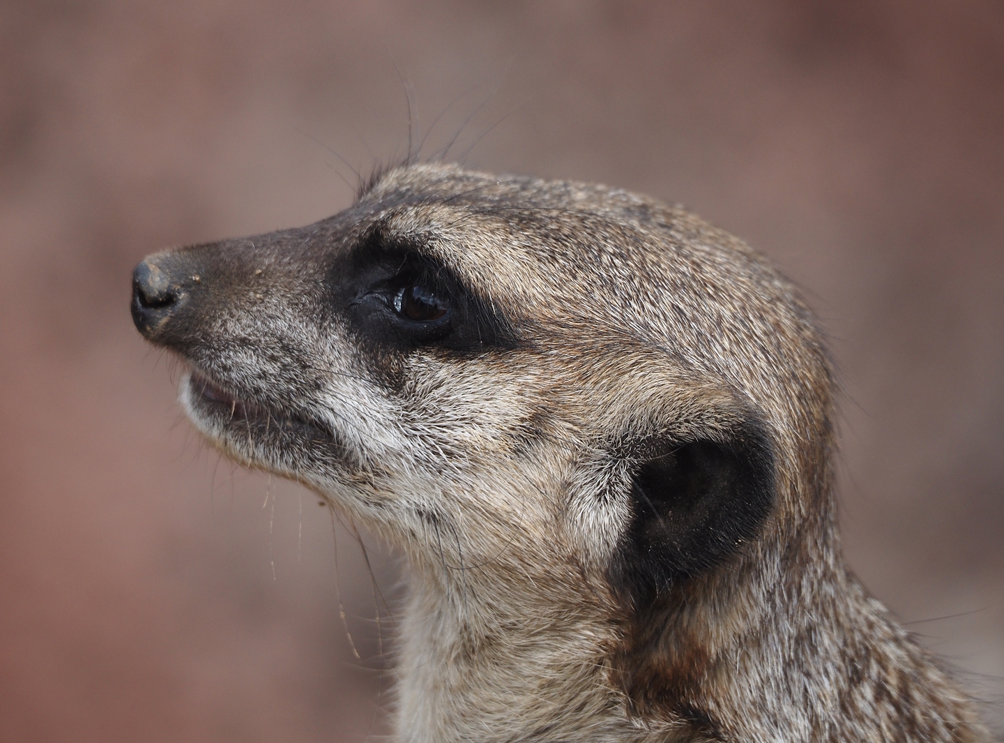 Meerkat (Suricata suricatta), 2024-08-21