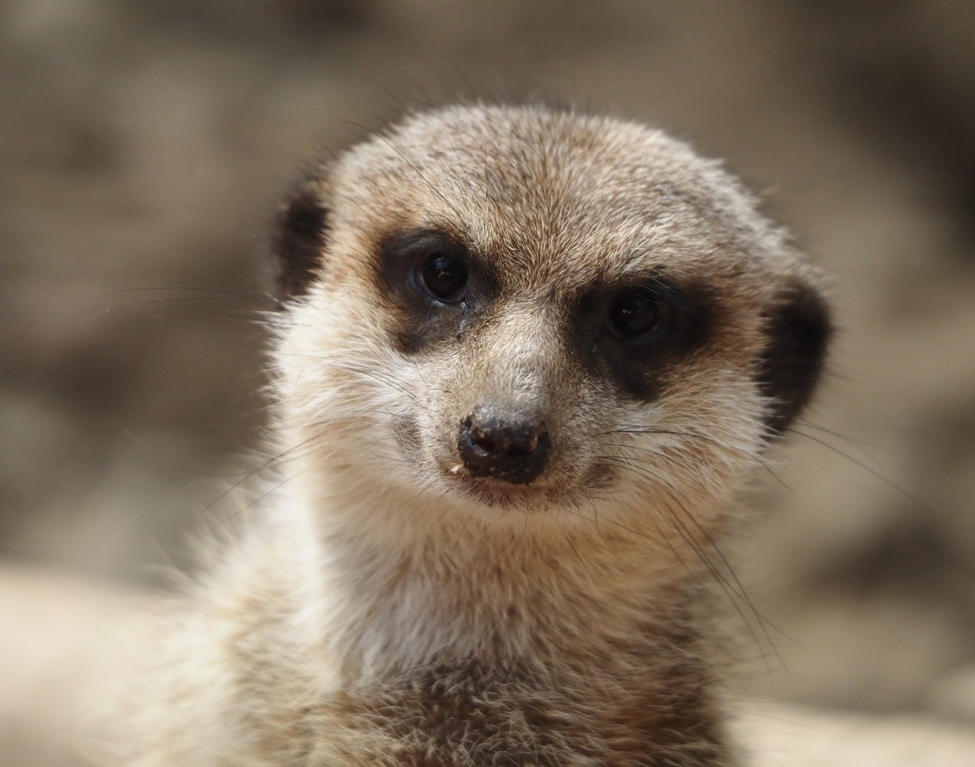 Meerkat (Suricata suricatta), 2024-09-17