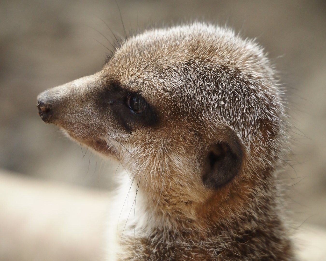 Meerkat (Suricata suricatta), 2024-09-17