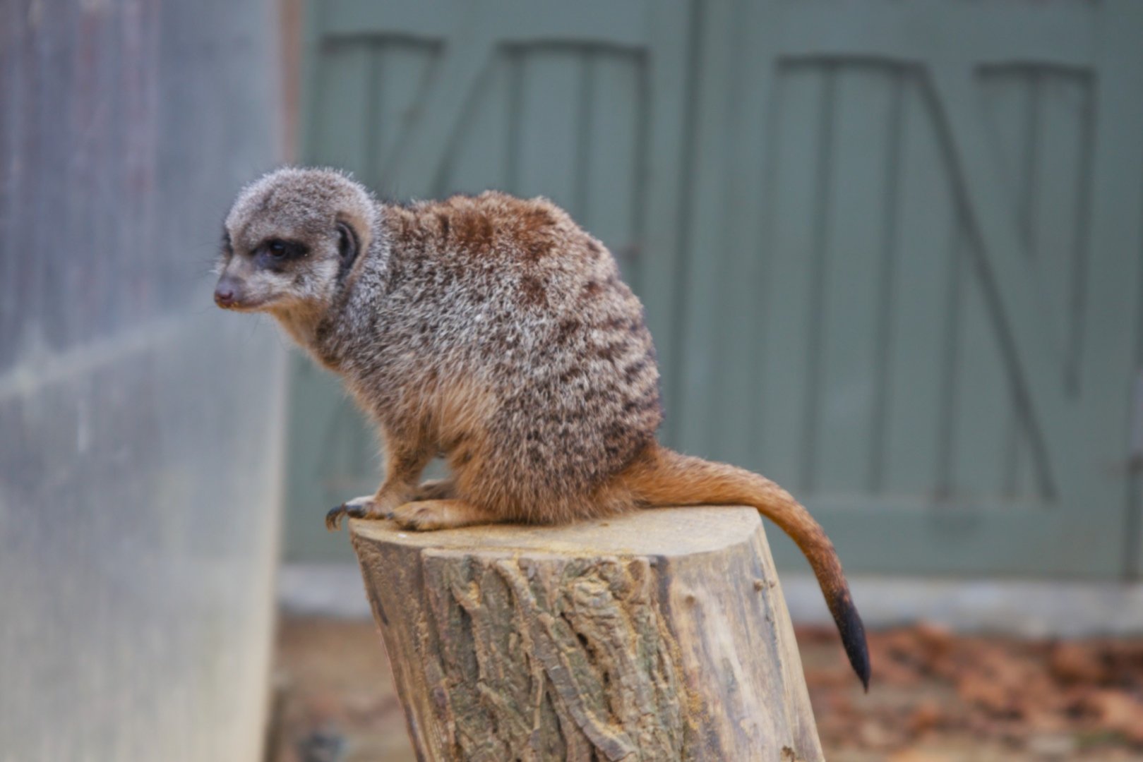 Meerkat (Suricata suricatta), 2025-01-20