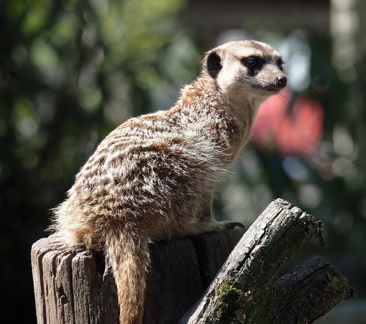 Meerkat (Suricata suricatta), 2025-04-12