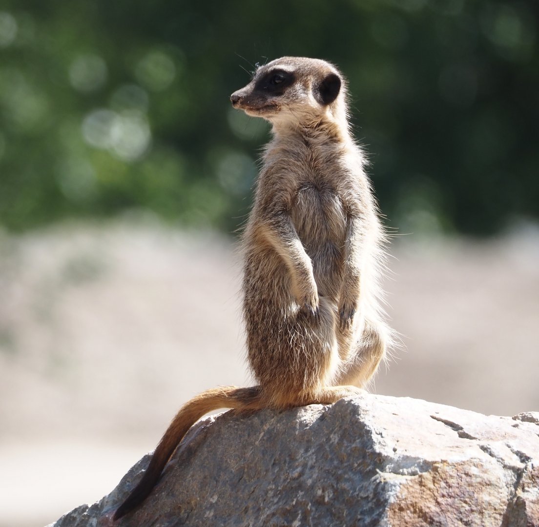 Meerkat (Suricata suricatta), 2025-04-30