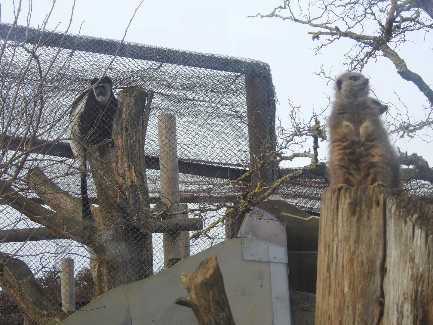Meerkat (Suricata suricatta) and Mantled Guereza (Colobus guereza occidentalis)