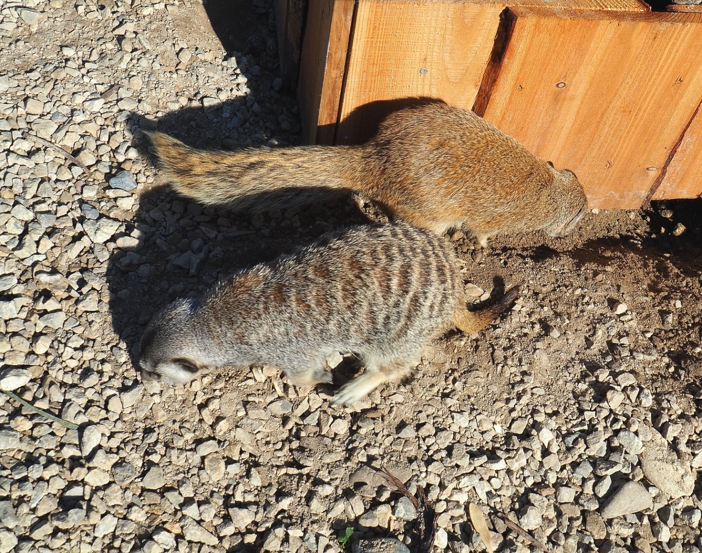 Meerkat (Suricata suricatta) and Yellow mongoose (Cynictis penicillata), 2020-09-12