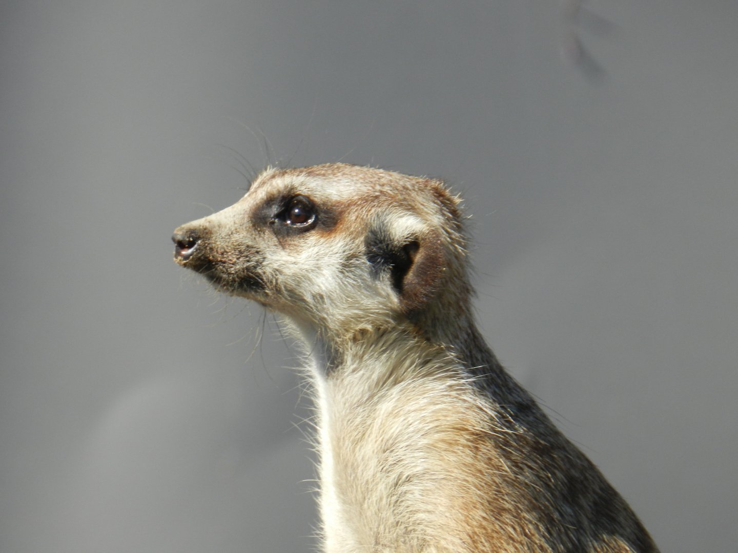 Meerkat (Suricata suricatta) at Hamerton Zoo Park, England