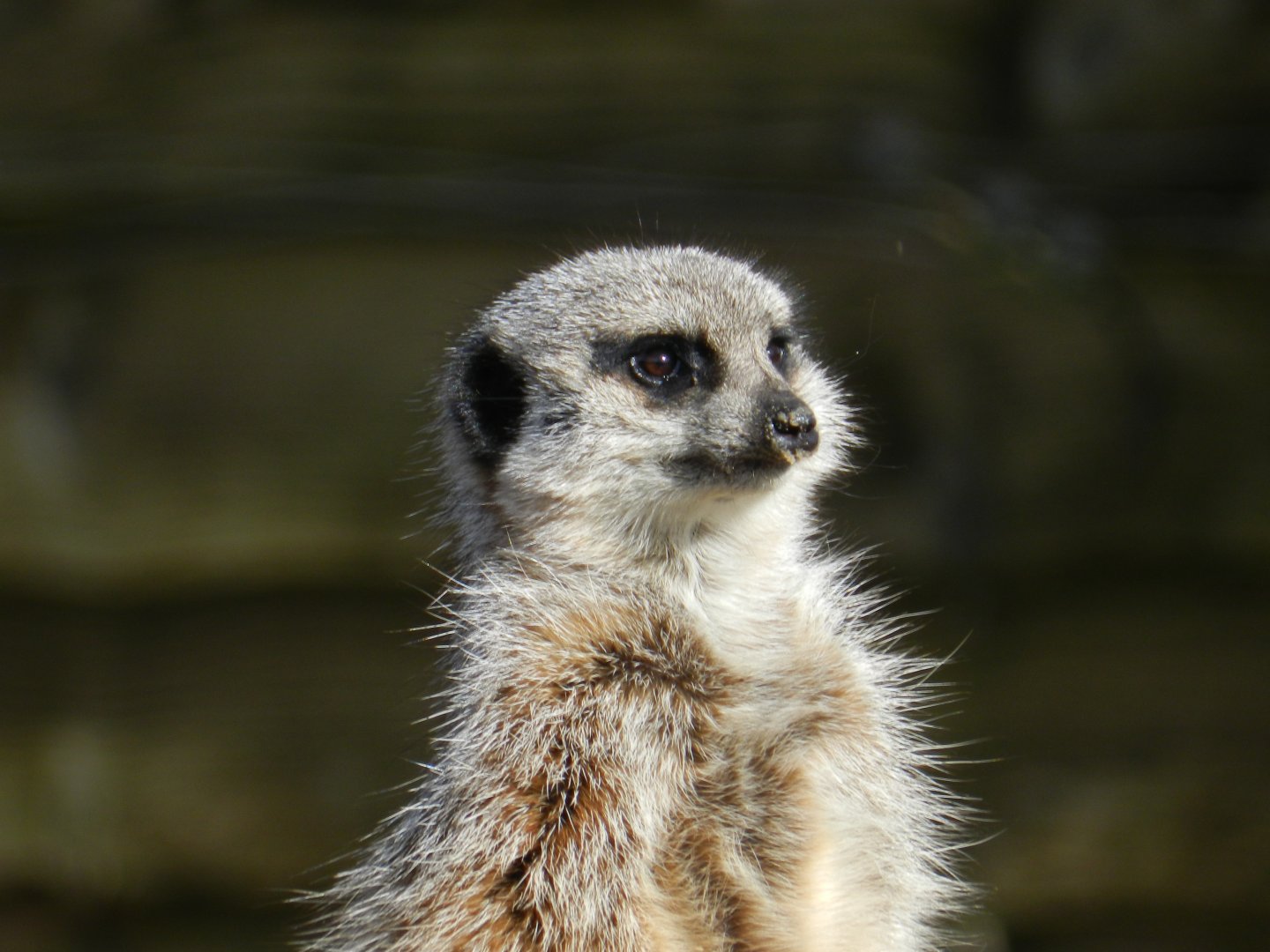 Meerkat (Suricata suricatta) at Hobbledown Adventure Farm Park and Zoo, England