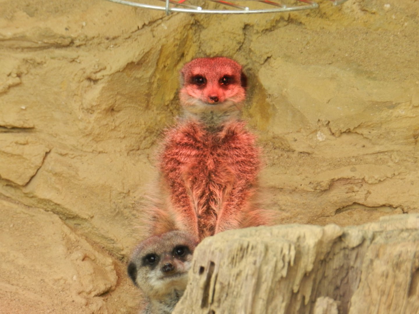 Meerkat (Suricata suricatta) at Noah's Ark Zoo Farm, England