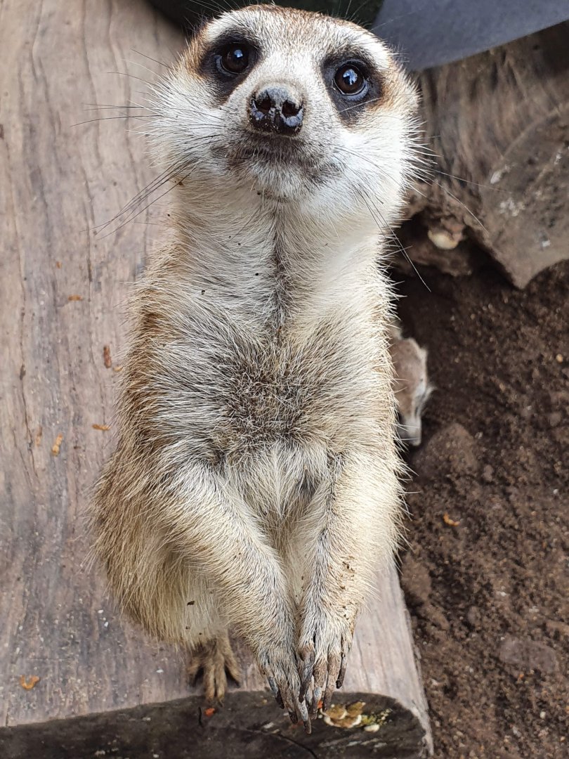 Meerkat (Suricata suricatta) - Baobab Safari Resort