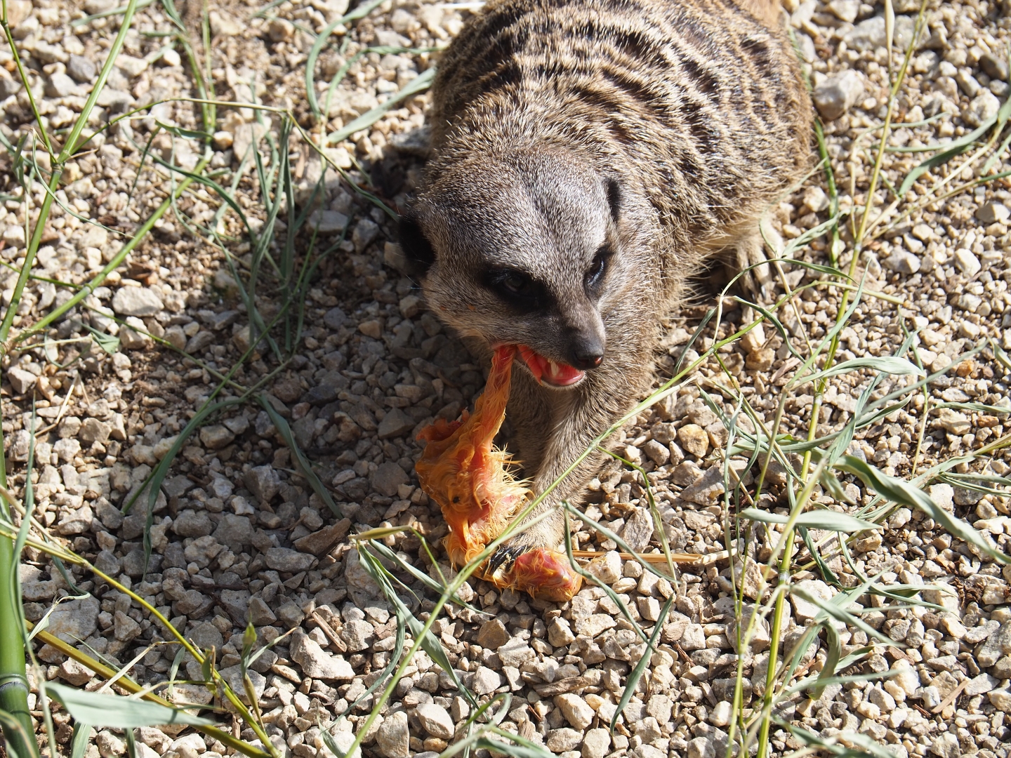 Meerkat (Suricata suricatta) eating chick
