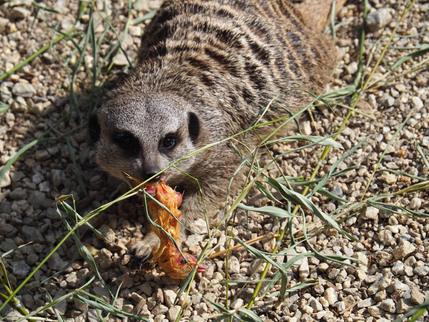 Meerkat (Suricata suricatta) eating chick