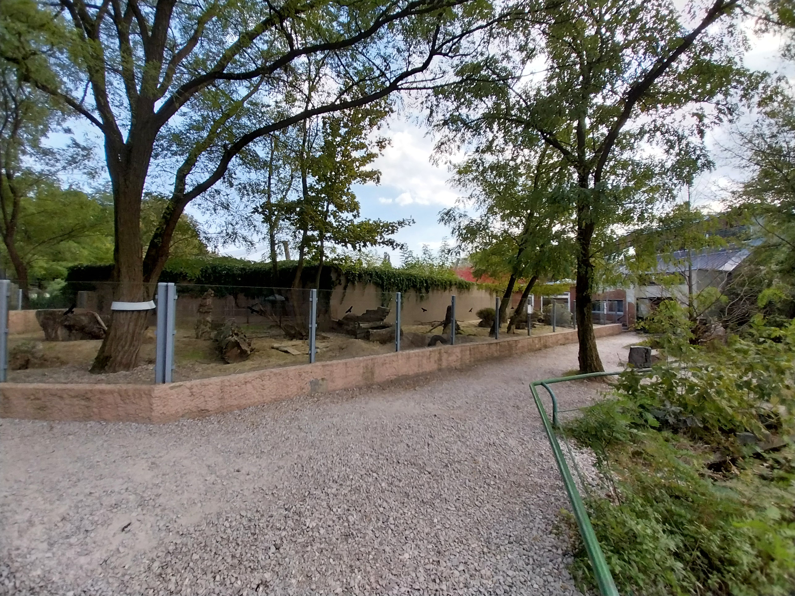 Meerkat (Suricata suricatta) enclosure