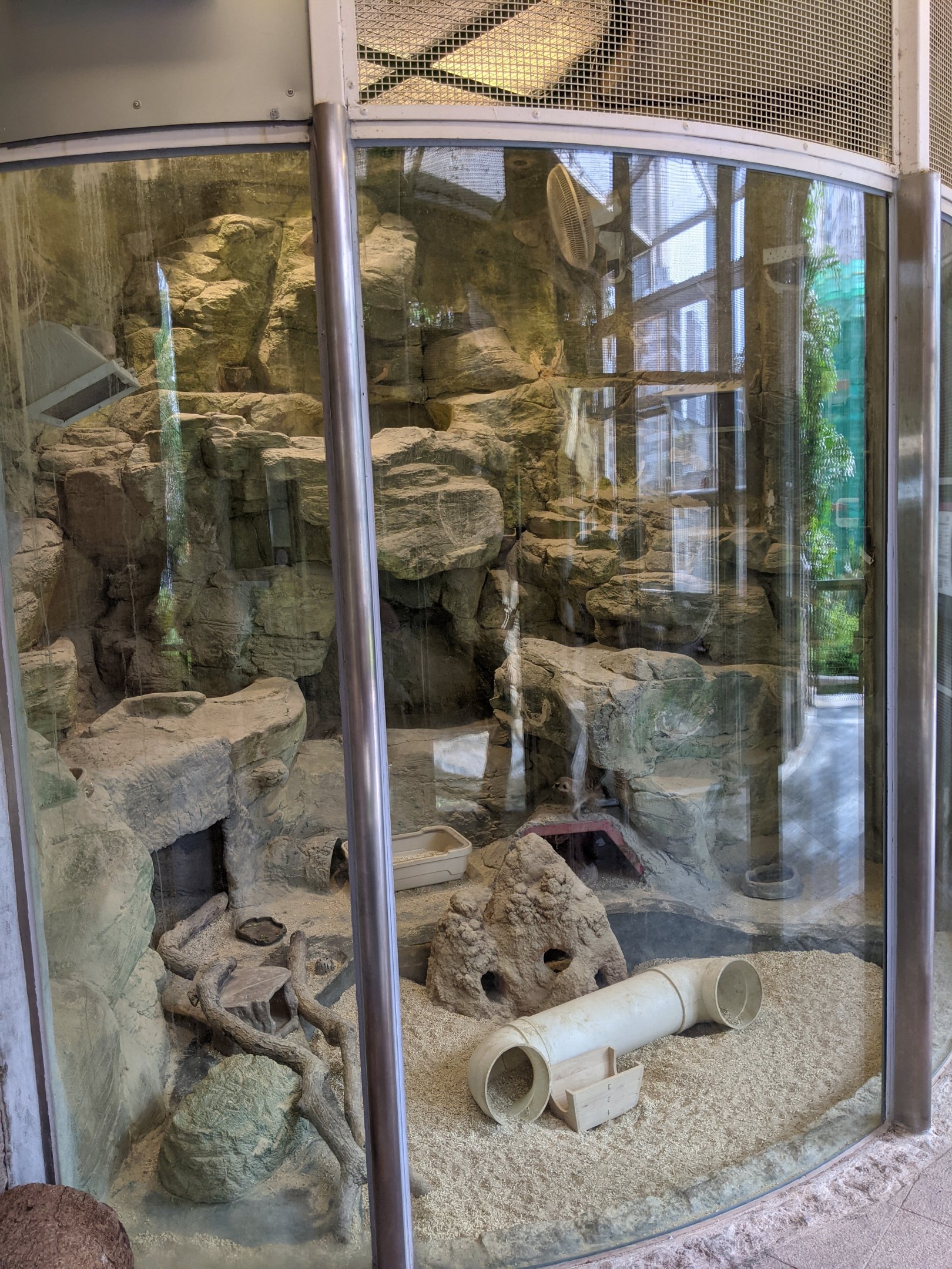 Meerkat (Suricata suricatta) enclosure