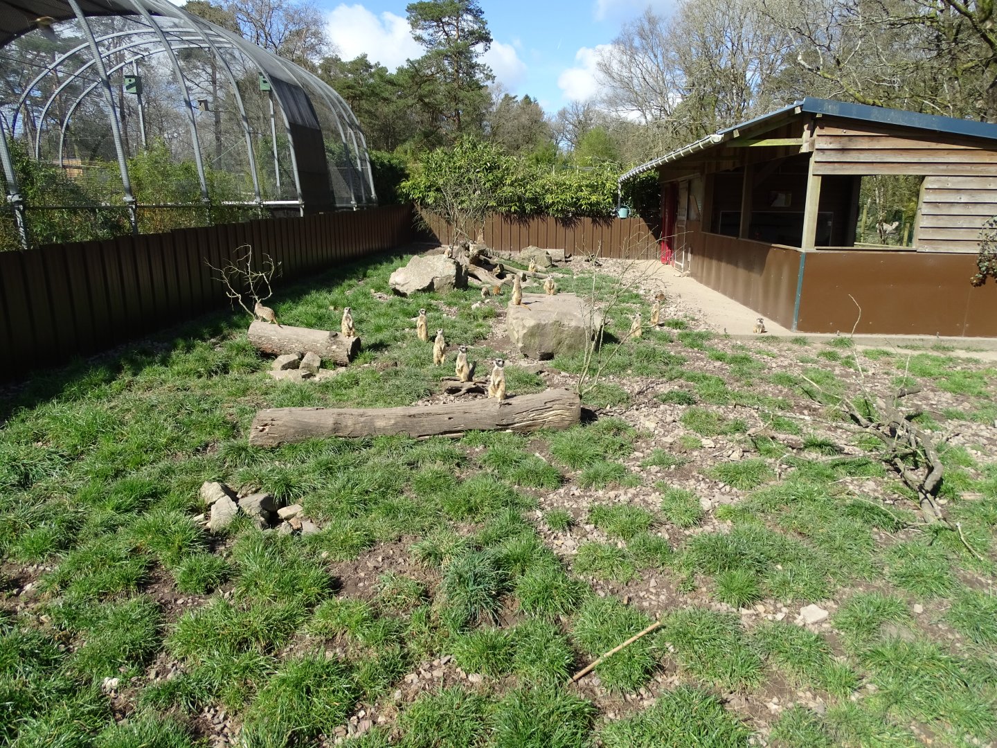 Meerkat (Suricata suricatta) exhibit
