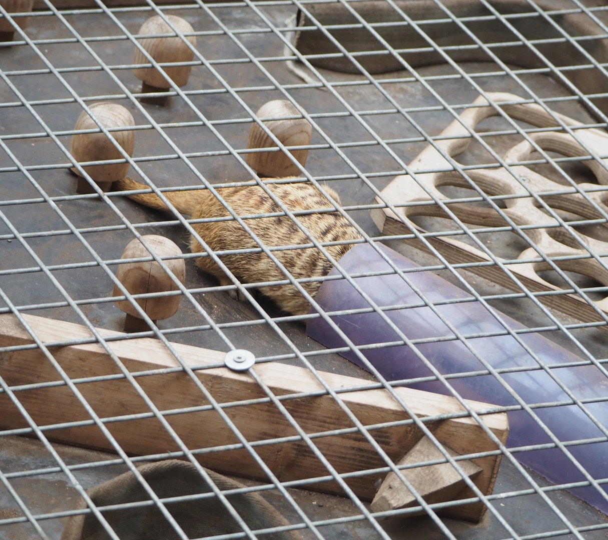 Meerkat (Suricata suricatta) in enrichment box, 2022-09-14