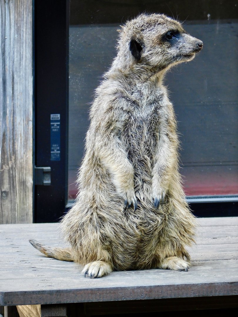 Meerkat (Suricata suricatta) March 1, 2025