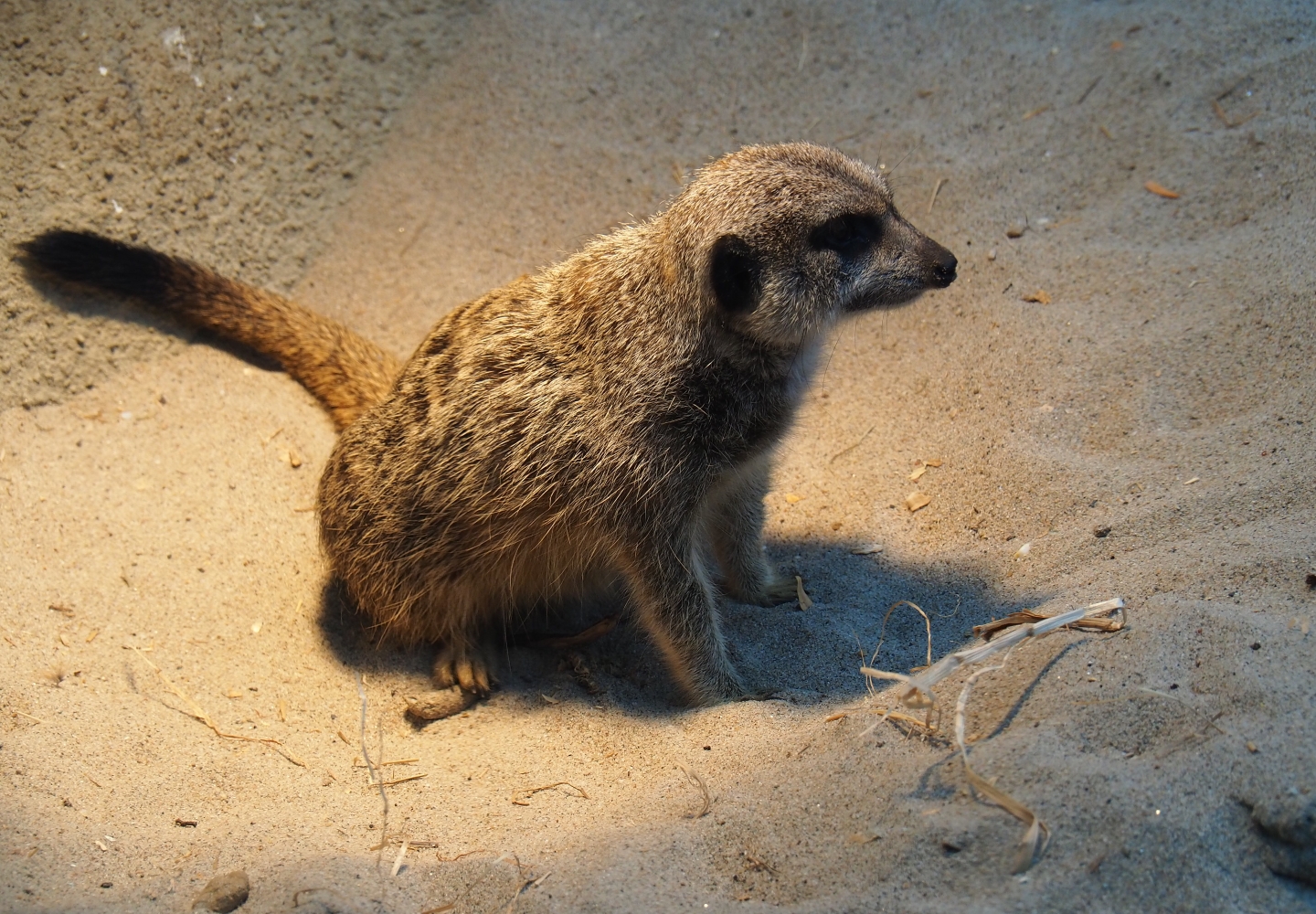 Meerkat (Suricata suricatta), Nov 10th, 2018