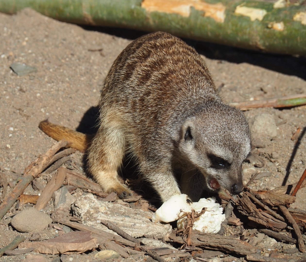Meerkat (Suricata suricatta), Oct 13th, 2018