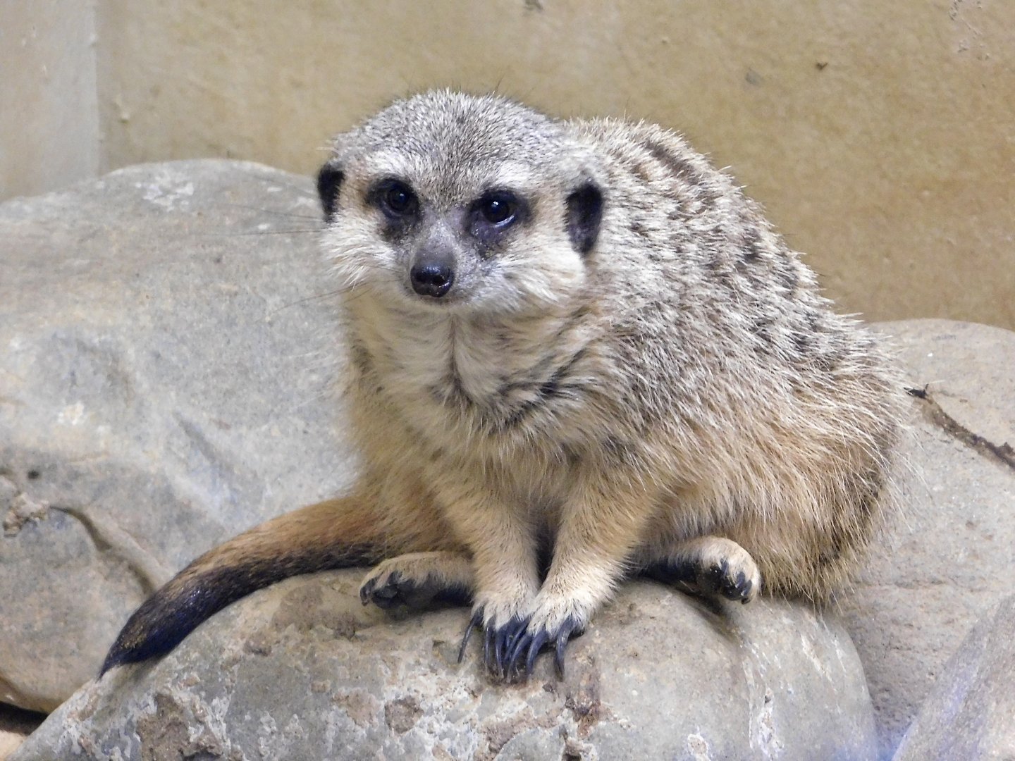 Meerkat (Suricata suricatta) October 4, 2025