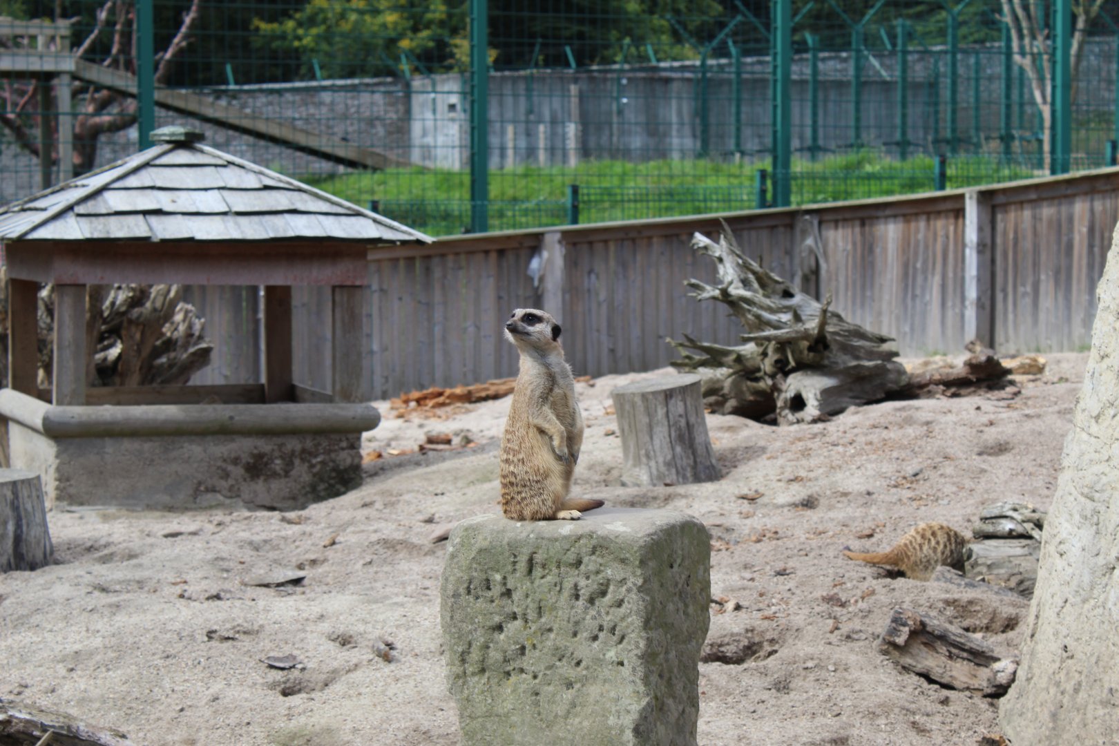 Meerkat (Suricata suricatta) on look out
