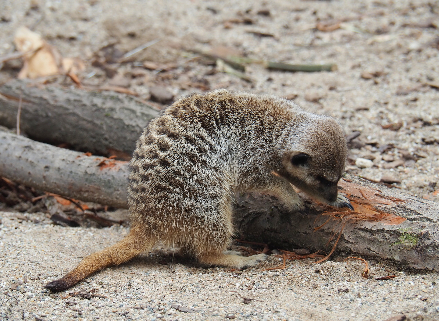 Meerkat (Suricata suricatta) scratching tree bark, 2019-07-21