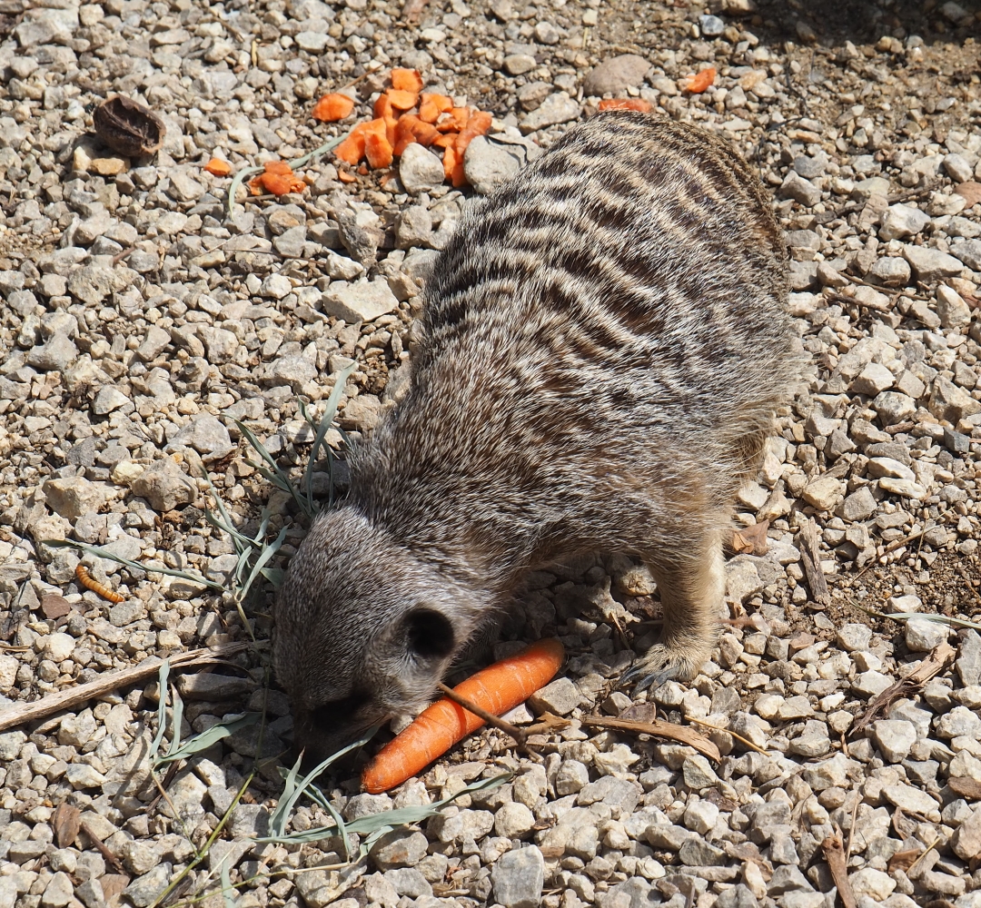 Meerkat (Suricata suricatta) sniffing porcupine food
