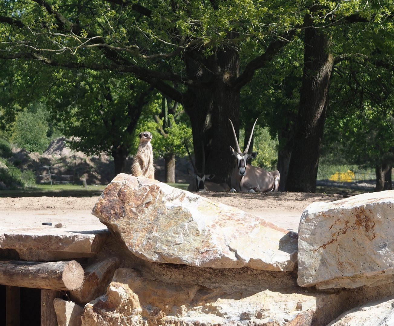Meerkat (Suricata suricatta), with Gemsbok (Oryx gazella) in the background, 2025-04-30