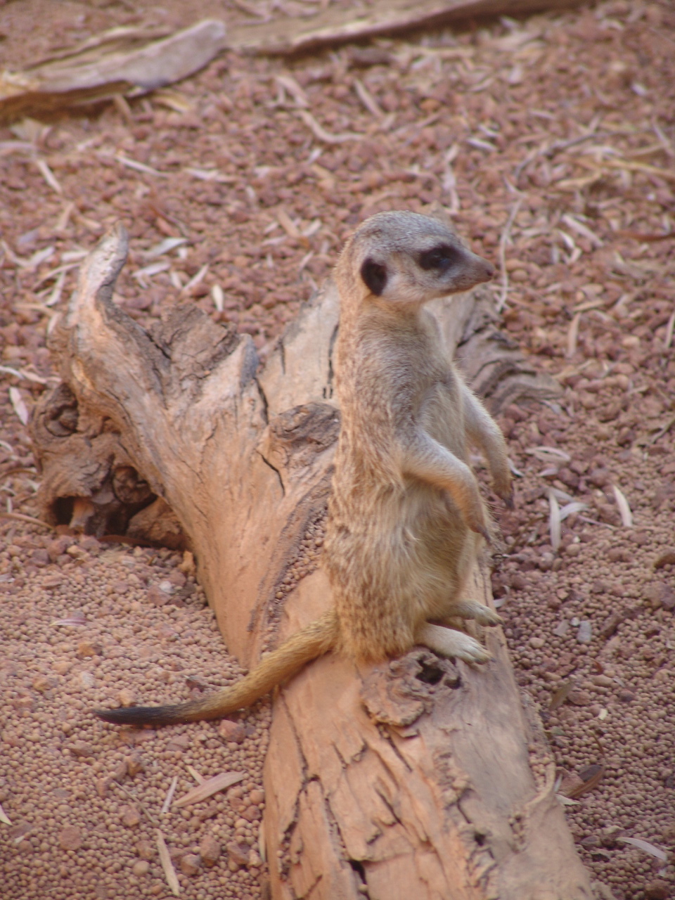 Meerkat (Suricata suricatta)