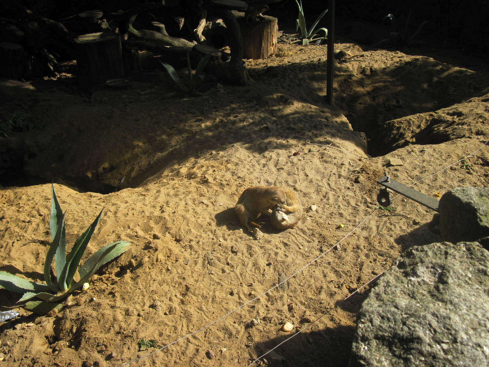Meerkat (Suricata suricatta)