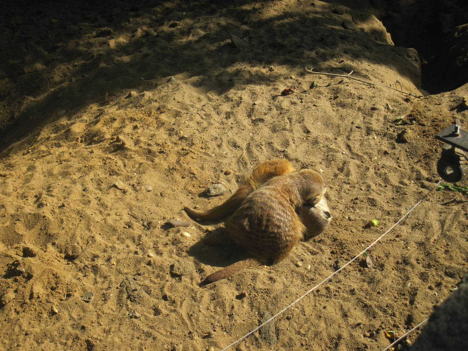 Meerkat (Suricata suricatta)