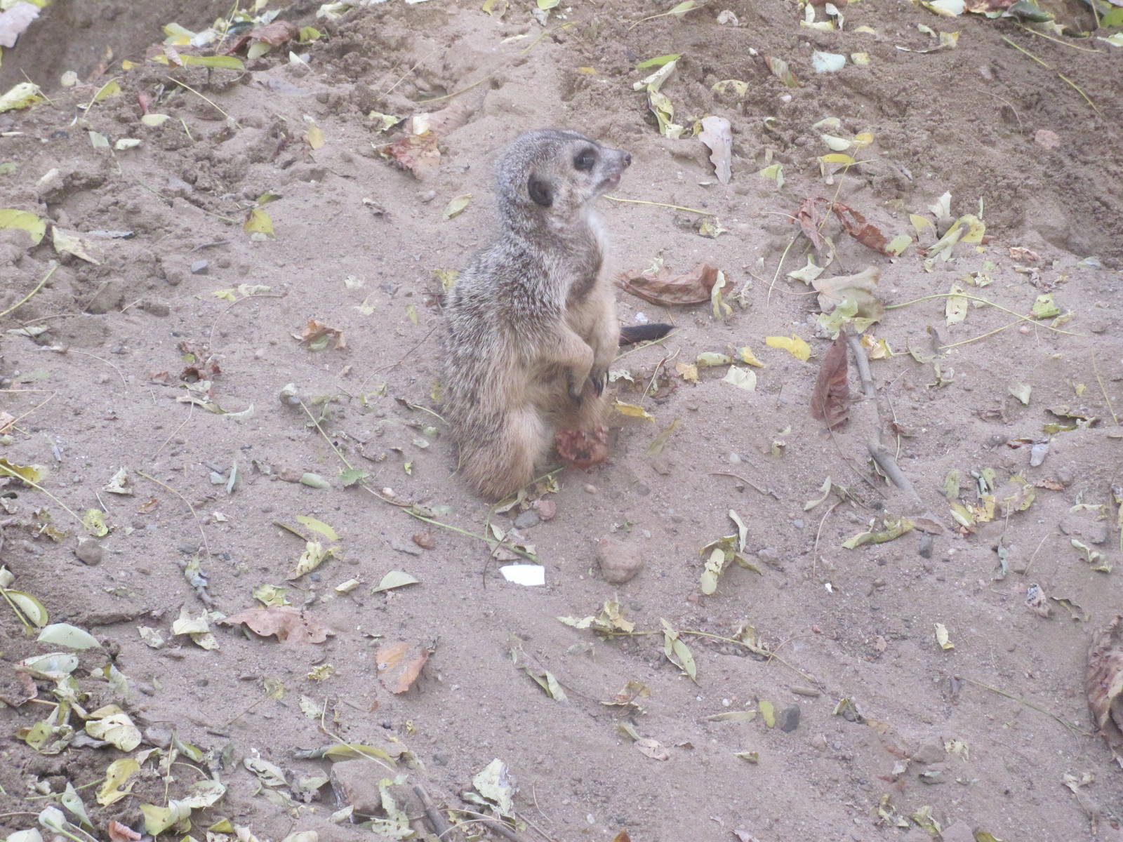 Meerkat (Suricata suricatta)