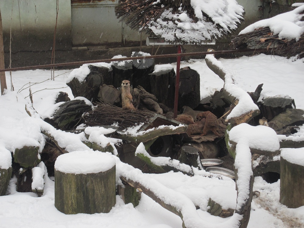 Meerkat (Suricata suricatta)