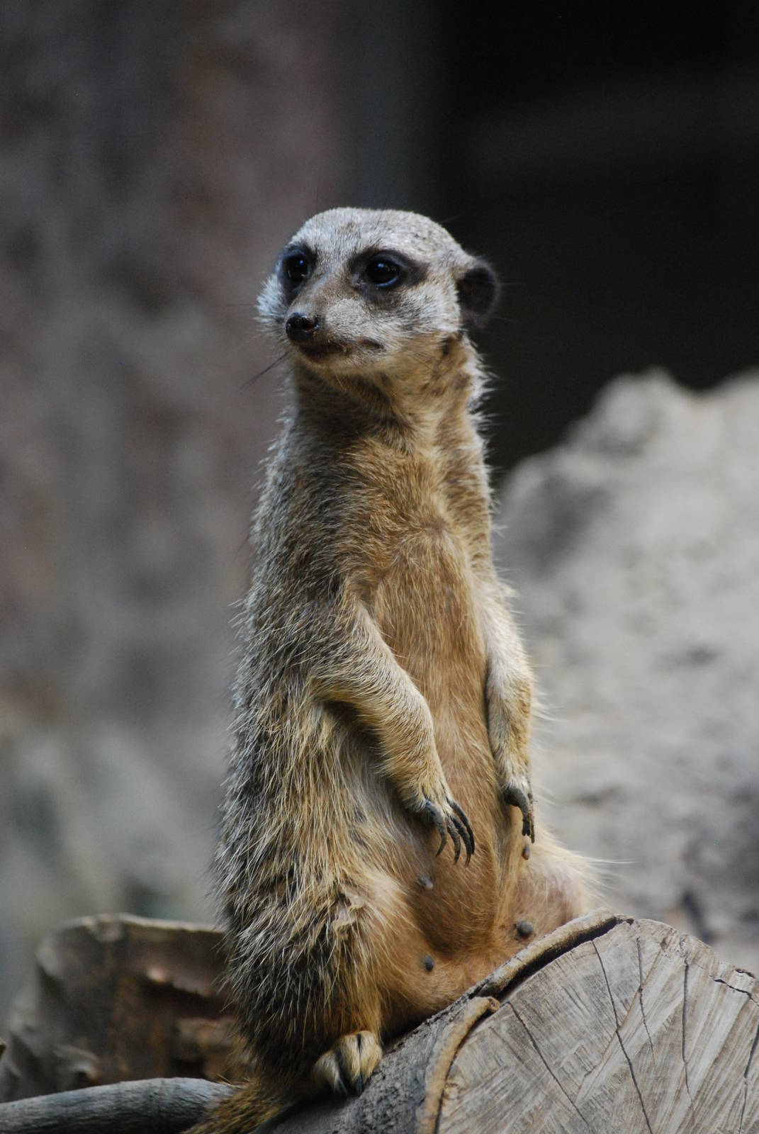 Meerkat (Suricata suricatta)