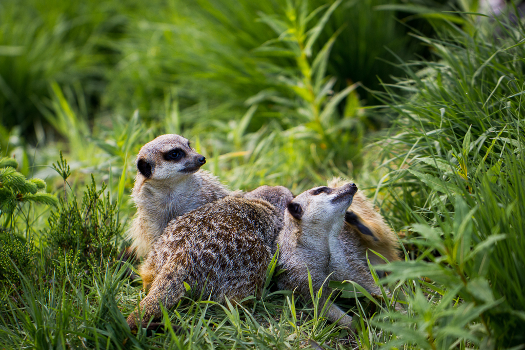 Meerkat - Suricata suricatta