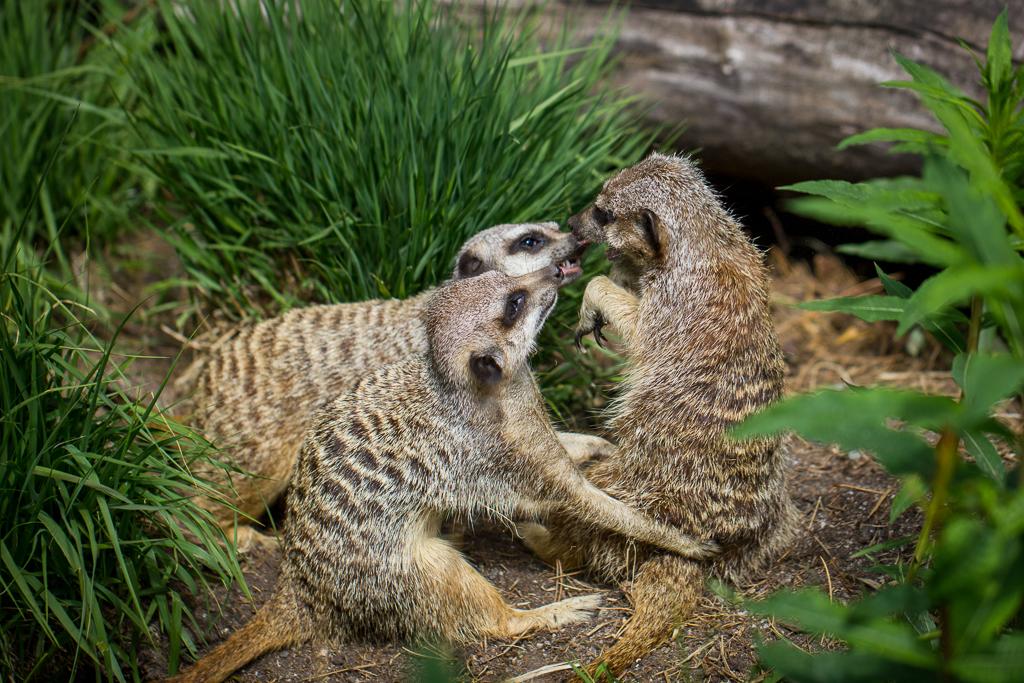 Meerkat - Suricata suricatta