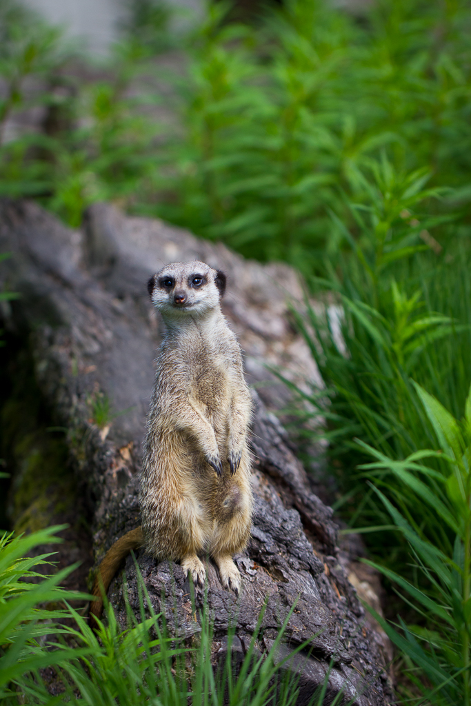 Meerkat - Suricata suricatta