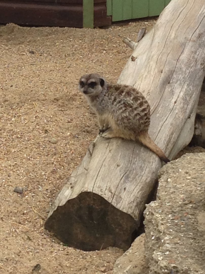 Meerkat - (Suricata suricatta)