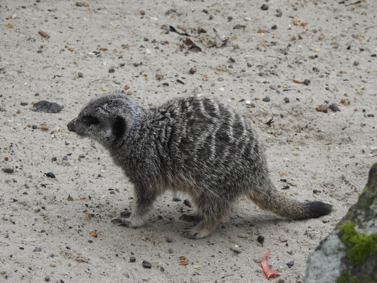 Meerkat (Suricata suricatta)