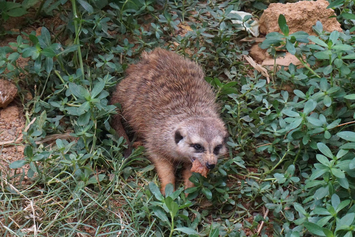 Meerkat (Suricata suricatta)