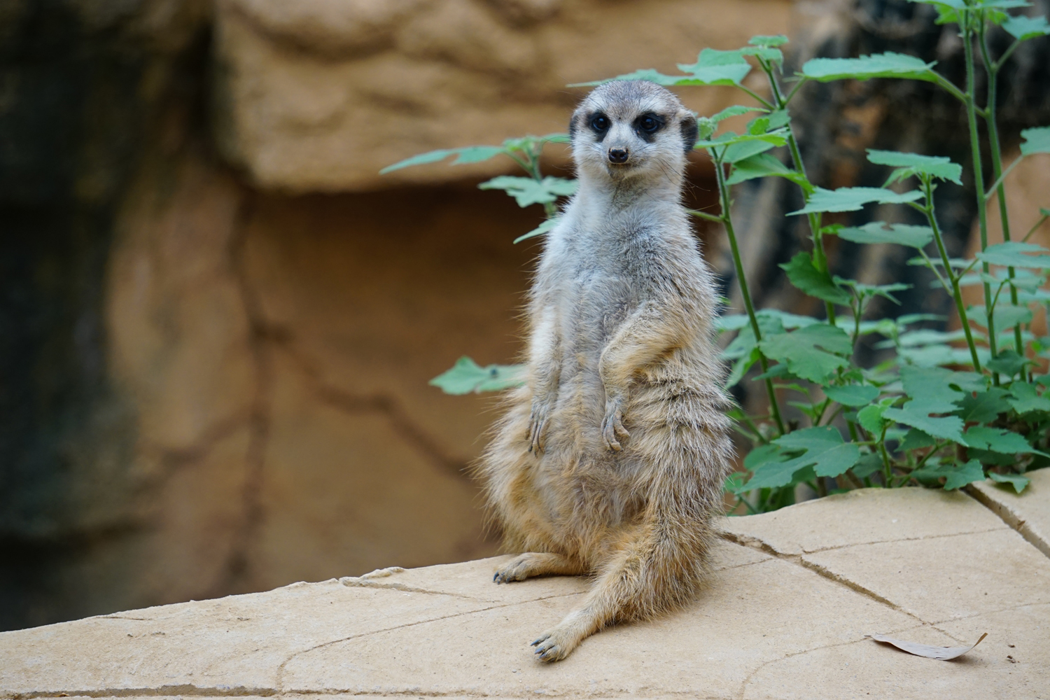 Meerkat (Suricata suricatta)