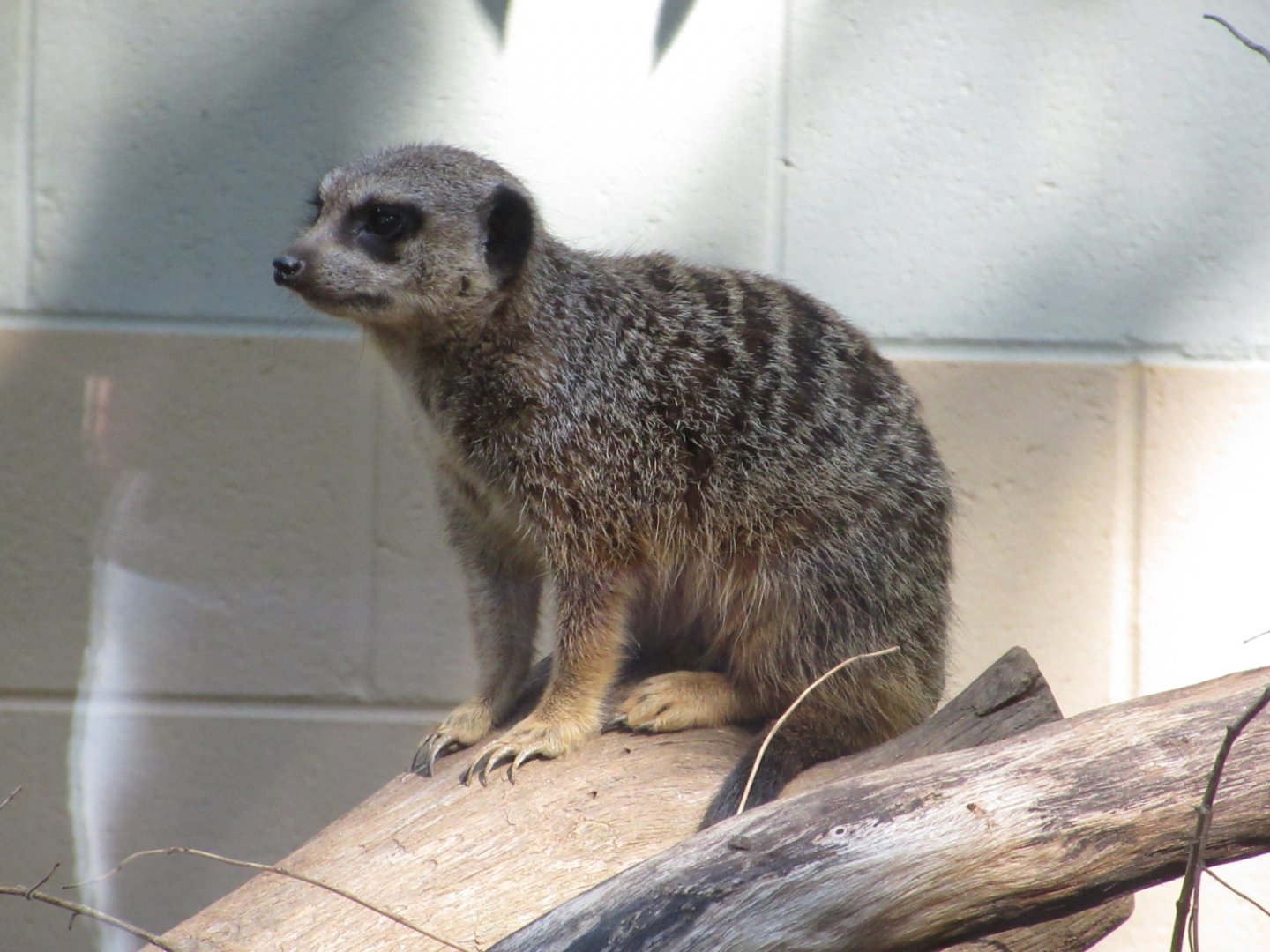 Meerkat (Suricata suricatta)
