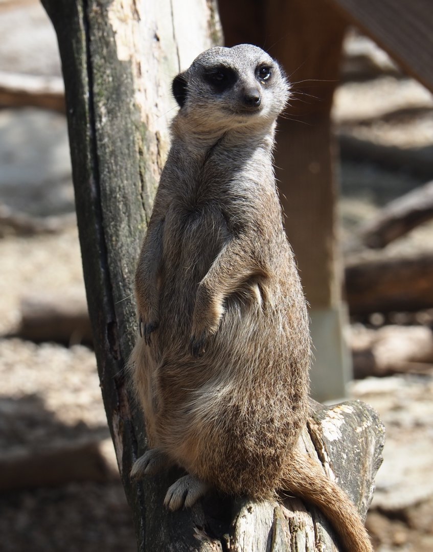 Meerkat (Suricata suricatta)